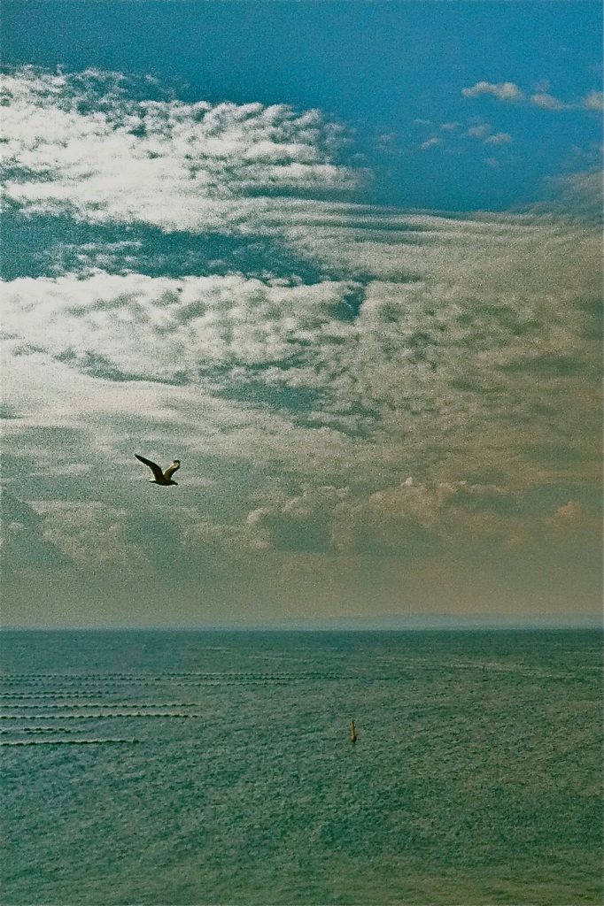Bird winging overhead against the blue sky and clouds over the Black Sea, Sozopol, Bulgaria